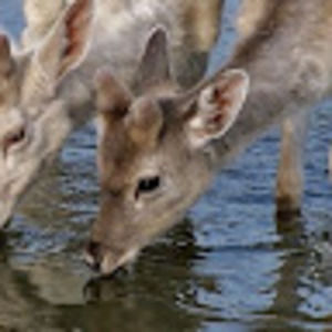 Meet your Posher, Elliot!!